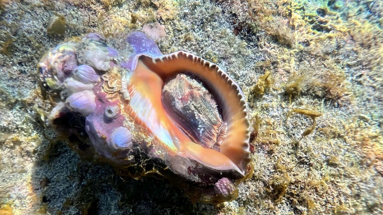 Dacci oggi il nostro mare quotidiano